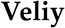 Veliy